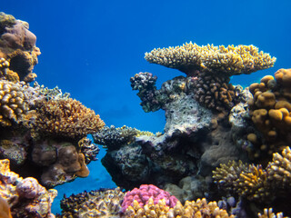 Beautiful sea inhabitants in the coral reef of the Red Sea