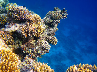Naklejka na ściany i meble Beautiful sea inhabitants in the coral reef of the Red Sea