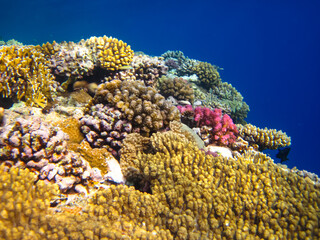 Beautiful sea inhabitants in the coral reef of the Red Sea
