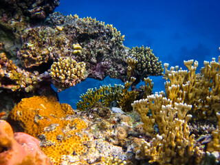 Beautiful sea inhabitants in the coral reef of the Red Sea