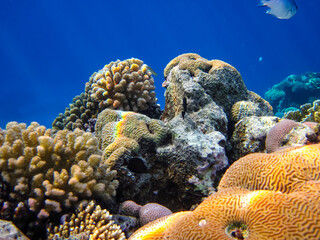Beautiful sea inhabitants in the coral reef of the Red Sea