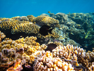 Beautiful sea inhabitants in the coral reef of the Red Sea