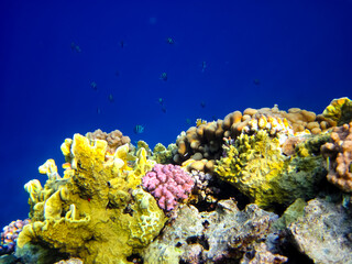 Beautiful sea inhabitants in the coral reef of the Red Sea