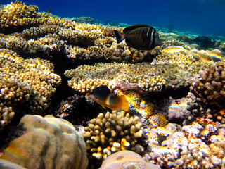 Beautiful sea inhabitants in the coral reef of the Red Sea