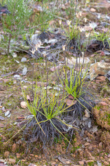 Drosophyllum lusitanicum, the Dewy Pine, in natural habitat in Portugal near the border of Spain