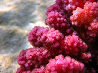 Beautiful sea inhabitants in the coral reef of the Red Sea
