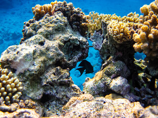 Beautiful sea inhabitants in the coral reef of the Red Sea