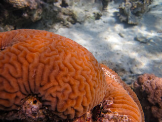 Beautiful sea inhabitants in the coral reef of the Red Sea