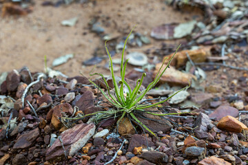 Drosophyllum lusitanicum, the Dewy Pine, in natural habitat in Portugal near the border of Spain