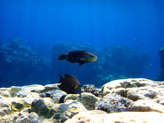 Beautiful sea inhabitants in the coral reef of the Red Sea