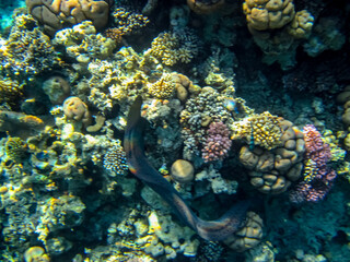 Beautiful sea inhabitants in the coral reef of the Red Sea