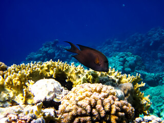 Beautiful sea inhabitants in the coral reef of the Red Sea
