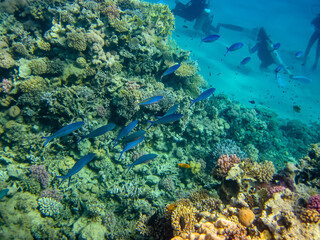 Beautiful sea inhabitants in the coral reef of the Red Sea