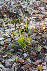 Drosophyllum lusitanicum, the Dewy Pine, in natural habitat in Portugal near the border of Spain