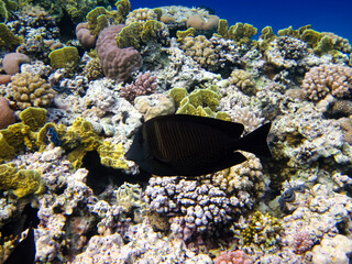 Beautiful sea inhabitants in the coral reef of the Red Sea