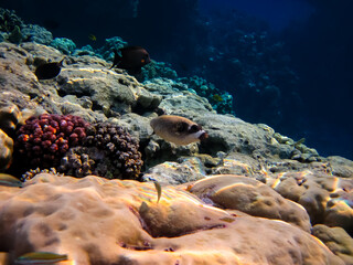 Beautiful sea inhabitants in the coral reef of the Red Sea