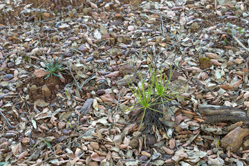 Drosophyllum lusitanicum, the Dewy Pine, in natural habitat in Portugal near the border of Spain