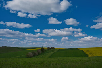 Fototapeta premium Baumreihe und Felder im Frühling