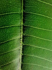 Full Frame Photo of Green Leaves of Jasmine Mango (Plumeria rubra) is a plant in the genus Plumeria.Also known as Frangipani.