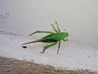 Close up leaf bug (Bicho-folha) or leaf bug (Phyllium Siccifolium).Isolated on a wall.