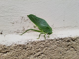 Close up leaf bug (Bicho-folha) or leaf bug (Phyllium Siccifolium).Isolated on a wall.