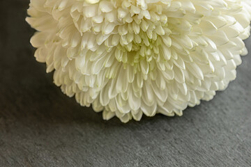 floral background of white chrysanthemum on a dark surface close up shallow depth of field