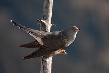 cuckoo (Cuculus canorus) cuculo