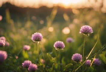 Beautiful spring summer background with wild meadow grass and clover flowers in the rays of sunset C