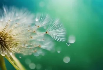 Foto op Plexiglas Beautiful water drops on a dandelion seed macro in nature Beautiful blurred green and blue backgroun © ArtisticLens
