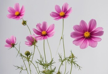 Obraz na płótnie Canvas Set of six pink Cosmos bipinnatus flowers with different perspective isolated on white background Or
