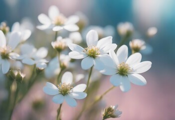 Small white flowers on a toned on gentle soft blue and pink background outdoors close-up macro Sprin