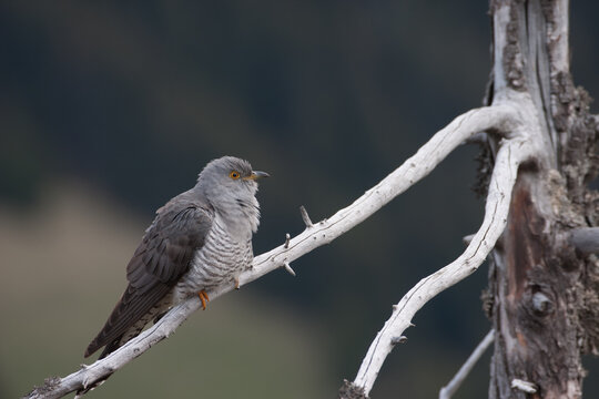 cuckoo (Cuculus canorus) cuculo