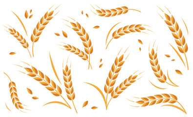 Ear of wheat and wheat grain on white background. Organic wheat, bread agriculture and natural eat. Agricultural background template. Isolated. Vector illustration - obrazy, fototapety, plakaty