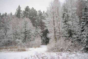 Obraz na płótnie Canvas Snow covered trees in the forest