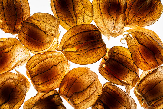 Miechunka jadalna-Physalis peruviana