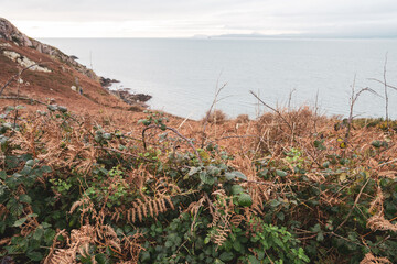 Trail and hike off purple loop on howth cliff path walk on the sutton side on cold winters morning with lots of brown dead foliage, ferms and gorse.  