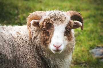 sheep on a meadow portrait