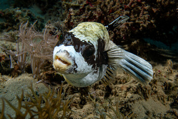 Maskenkugelfisch (Arothron diadematus)
