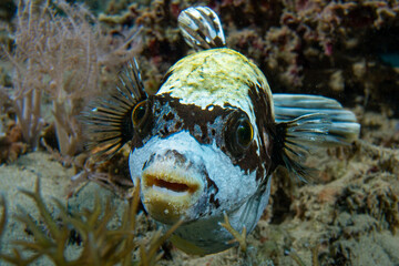Maskenkugelfisch (Arothron diadematus)