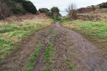 Trail and hike off purple loop on howth cliff path walk on the sutton side on cold winters morning with lots of brown dead foliage, ferms and gorse.  
