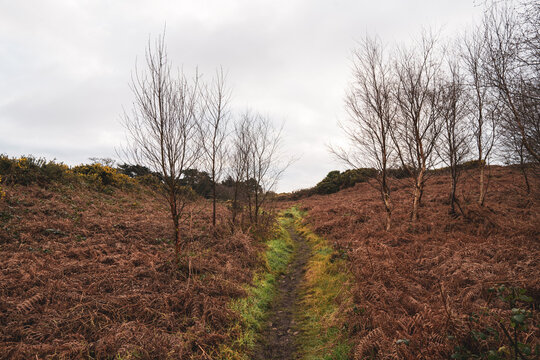 Trail and hike off purple loop on howth cliff path walk on the sutton side on cold winters morning with lots of brown dead foliage, ferms and gorse.  