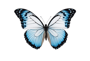 Butterfly is white with a black pattern and light blue tint isolated on a white background Morpho po