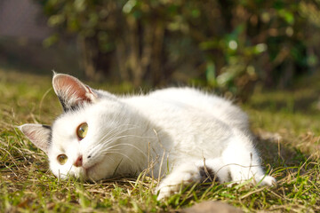 日向の緑の芝の上で寝転がっている白いぶち猫柄の野良猫