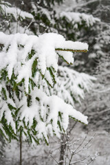 spruce branches covered with snow in winter forest. shallow depth of field