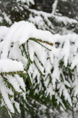 spruce branches covered with snow in winter forest. shallow depth of field
