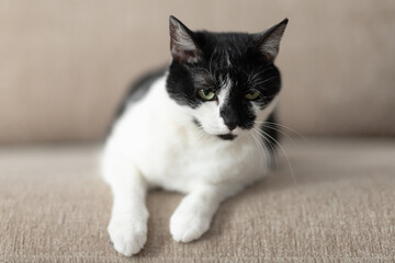 Cute fluffy domestic cat lies on sofa