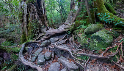 Jomon-sugi Cedar Trail, Yakushima Island, Japan