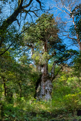 The Jomon-sugi Cedar, Jomon-sugi Cedar Trail, Yakushima Island, Japan