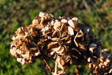 Hydrangea flower in winter