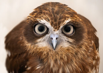 Southern Boobook Owl (Ninox boobook)